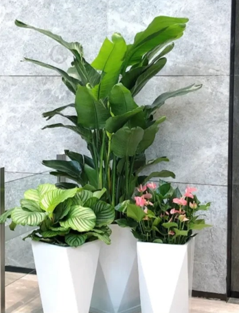 余姚花木租摆装修-鄞州花卉租赁方案-海曙花木租摆活动-镇海绿植租摆包装